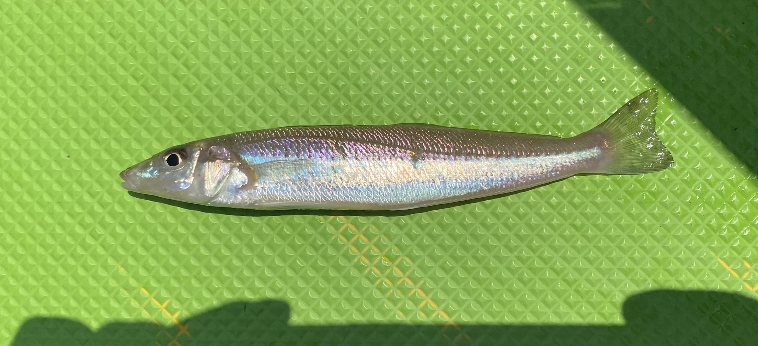 釣果報告！2023年6月25日（シロギス）